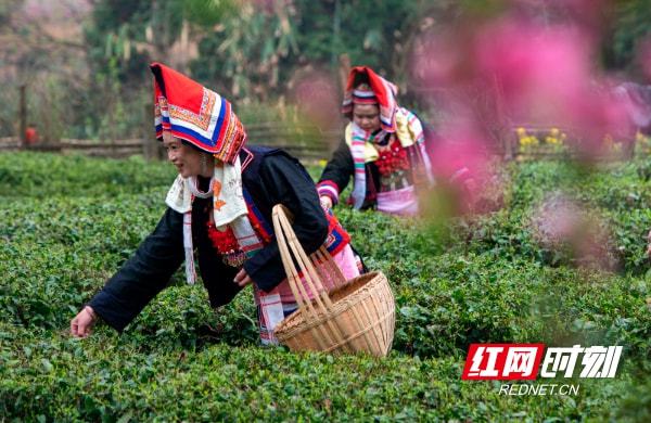 棉花坪瑶族乡最新招聘信息